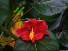 LXII Campeonato Nacional Amateur de Damas de Venezuela