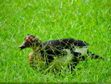 LXII Campeonato Nacional Amateur de Damas de Venezuela