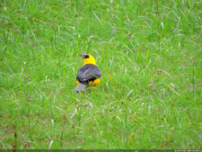 LXII Campeonato Nacional Amateur de Damas de Venezuela