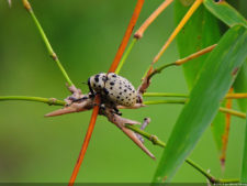 LXII Campeonato Nacional Amateur de Damas de Venezuela