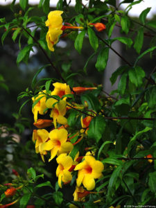 LXII Campeonato Nacional Amateur de Damas de Venezuela