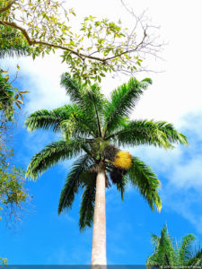 LXII Campeonato Nacional Amateur de Damas de Venezuela