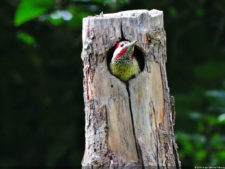 Galería de fotos del viernes y sábado en el LXII Campeonato Nacional Amateur de Damas en el Lagunita Country Club