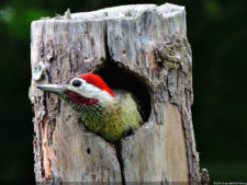 Galería de fotos del viernes y sábado en el LXII Campeonato Nacional Amateur de Damas en el Lagunita Country Club