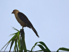 Galería de fotos del viernes y sábado en el LXII Campeonato Nacional Amateur de Damas en el Lagunita Country Club