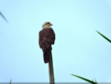 Galería de fotos del viernes y sábado en el LXII Campeonato Nacional Amateur de Damas en el Lagunita Country Club