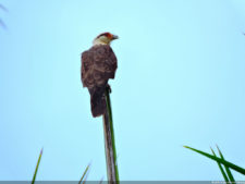 Galería de fotos del viernes y sábado en el LXII Campeonato Nacional Amateur de Damas en el Lagunita Country Club