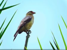 Galería de fotos del viernes y sábado en el LXII Campeonato Nacional Amateur de Damas en el Lagunita Country Club