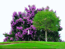 Galería de fotos del viernes y sábado en el LXII Campeonato Nacional Amateur de Damas en el Lagunita Country Club
