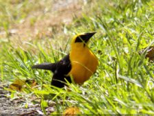 1er día XXXI Abierto de Venezuela