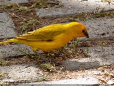 1er día XXXI Abierto de Venezuela