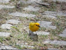 1er día XXXI Abierto de Venezuela