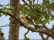 1er día XXXI Abierto de Venezuela