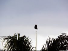 1er día XXXI Abierto de Venezuela