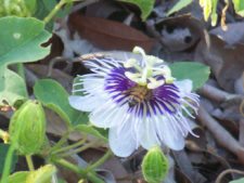 Otto Solís ganó e igualó récord en X Abierto Sambil de Golf