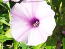 Otto Solís ganó e igualó récord en X Abierto Sambil de Golf