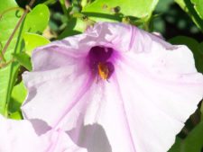 Otto Solís ganó e igualó récord en X Abierto Sambil de Golf