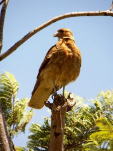 Posando para Fairway desde Argentina