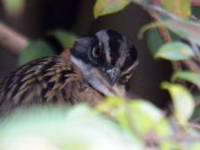 Posando para Fairway desde Bogotá