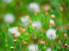 Público disfrutando del Abierto de Venezuela Copa DIRECTV
