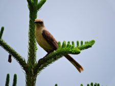 Público disfrutando del Abierto de Venezuela Copa DIRECTV
