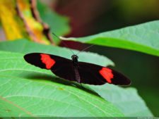 Selección 1ra Ronda XII Abierto Sambil presentado por Total Nutrition