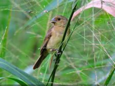 Selección 1ra Ronda XII Abierto Sambil presentado por Total Nutrition