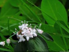 Selección 1ra Ronda XII Abierto Sambil presentado por Total Nutrition