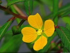 Selección 1ra Ronda XII Abierto Sambil presentado por Total Nutrition