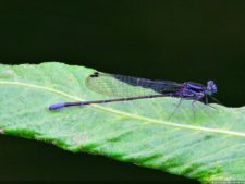 Selección 1ra Ronda XII Abierto Sambil presentado por Total Nutrition