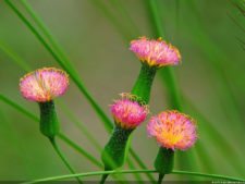 Selección 1ra Ronda XII Abierto Sambil presentado por Total Nutrition