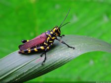 Selección 1ra Ronda XII Abierto Sambil presentado por Total Nutrition