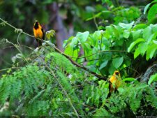 Selección 2da Ronda XII Abierto Sambil presentado por Total Nutrition