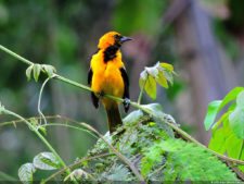 Selección 2da Ronda XII Abierto Sambil presentado por Total Nutrition