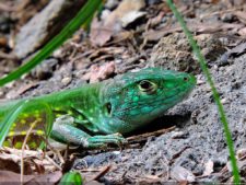 Selección 2da Ronda XII Abierto Sambil presentado por Total Nutrition