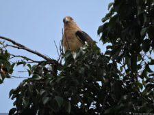 VAGC Campeonato Abierto de Menores 2016