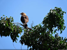 VAGC Campeonato Abierto de Menores 2016