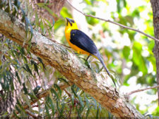 VAGC Campeonato Abierto de Menores 2016