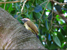 VAGC Campeonato Abierto de Menores 2016