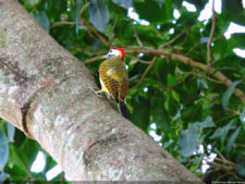 VAGC Campeonato Abierto de Menores 2016