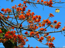 VAGC Campeonato Abierto de Menores 2016