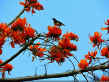 VAGC Campeonato Abierto de Menores 2016