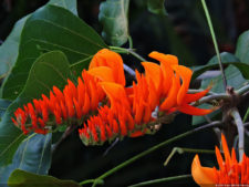 VAGC Campeonato Abierto de Menores 2016