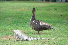 VIII Abierto Sambil de Golf