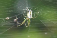 VIII Abierto Sambil de Golf