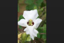 VIII Abierto Sambil de Golf