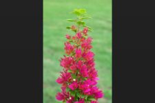 VIII Abierto Sambil de Golf