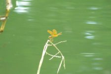 VIII Abierto Sambil de Golf