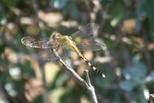 VIII Abierto Sambil de Golf