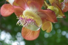 VIII Abierto Sambil de Golf